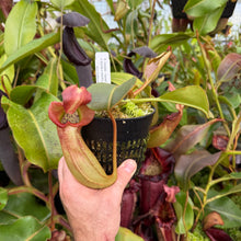 Load image into Gallery viewer, #11 N. truncata (e) - rippled leaves x (eymae x veitchii) (a) - Best RE-0118
