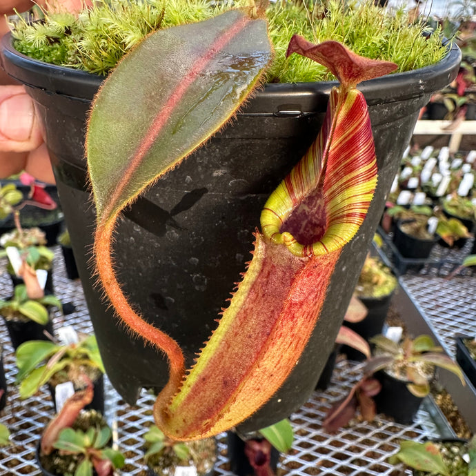 #1 N. {[(lowii x veitchii) x boschiana] x [(veitchii x maxima) x veitchii]} (c) x (mollis x veitchii) RE-0003