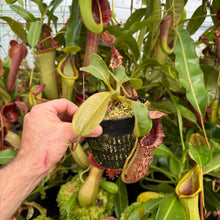 Load image into Gallery viewer, #26 N. minima x (eymae x veitchii) RE-0156
