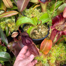 Load image into Gallery viewer, #39 N. {[Rokko x (zakriana x spectabilis)] x xTrusmadiensis} x veitchii ‘Red Tiger’  RE-0187
