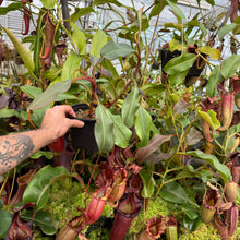 Load image into Gallery viewer, #44 N. (Viking x northiana) x veitchii 'Candy Dreams' RE-0068
