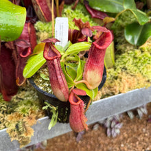 Load image into Gallery viewer, #32 N. {[(lowii x veitchii) x boschiana] x [(veitchii x maxima) x veitchii]} x {[(Rokko ‘Exotica’ x boschiana) x veitchii] x edwardsiana} RE-0137 multiple growths
