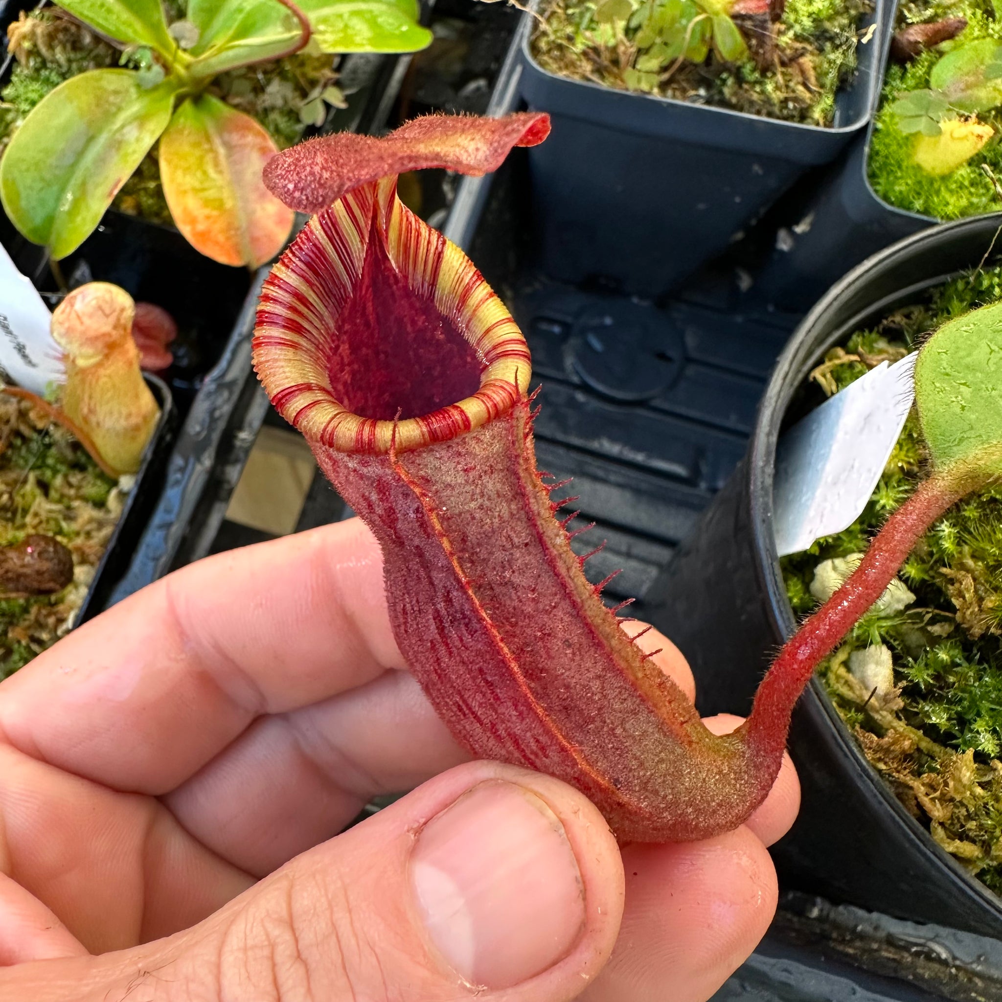 Nepenthes [(lowii x campanulata) x burbidgeae] x veitchii