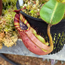 Load image into Gallery viewer, #27 N.  (Rokko 'Exotica' x boschiana) x veitchii (a) x veitchii ‘Candy Dreams’ RE-0124
