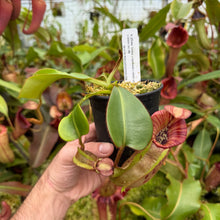 Load image into Gallery viewer, #55 N.  (Rokko 'Exotica' x boschiana) x veitchii (a)] x veitchii (m) #98 RE-0135
