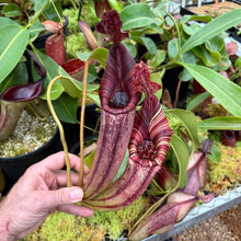 Load image into Gallery viewer, #23 N. [(lowii x veitchii) x boschiana] x mollis EP
