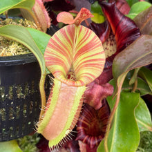 Load image into Gallery viewer, #8 N.  [(Rokko 'Exotica' x boschiana) x veitchii] (a) x veitchii ‘Red Tiger’ RE-0171
