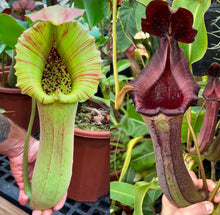 Load image into Gallery viewer, N. truncata (c) - giant x (lowii x nebularum) RE-0189
