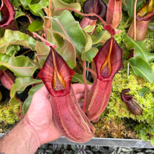 Load image into Gallery viewer, #1 N. veitchii (k) - tall peristome  x [(veitchii x maxima) x veitchii] EP
