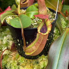 Load image into Gallery viewer, #38 N. truncata (e) - rippled leaves x (eymae x veitchii) (a) - Best RE-0118
