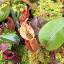 Load image into Gallery viewer, #57 N.  (Rokko 'Exotica' x boschiana) x veitchii (a)] x veitchii (m) #98 RE-0135

