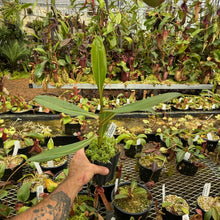 Load image into Gallery viewer, N. (ventricosa x sibuyanensis) – squat x edwardsiana - Rooted Cuttings
