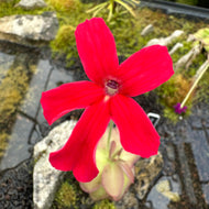 Pinguicula laueana - Mexican Butterwort