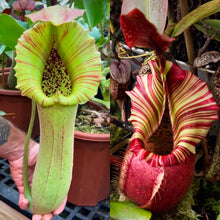 Load image into Gallery viewer, N. truncata (c) - giant x veitchii ‘Candy Dreams’  RE-0300 NEW!
