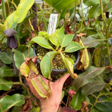 Load image into Gallery viewer, #27 N.  (Rokko 'Exotica' x boschiana) x veitchii (a) x veitchii ‘Candy Dreams’ RE-0124

