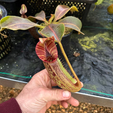 Load image into Gallery viewer, #1 N. [(Rokko ‘Exotica’ x boschiana) x veitchii] (a) x mollis medium
