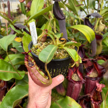 Load image into Gallery viewer, #27 N.  (Rokko 'Exotica' x boschiana) x veitchii (a) x veitchii ‘Candy Dreams’ RE-0124

