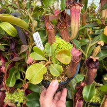 Load image into Gallery viewer, #3 N. truncata (e) - red, rippled leaves x (veitchii x eymae) RE-0112
