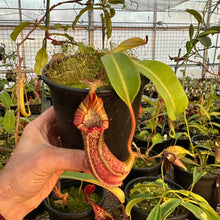 Load image into Gallery viewer, #1 Nepenthes {[lowii x veitchii) x boschiana] x [(veitchii x maxima) x veitchii]} x platychila RE-0009
