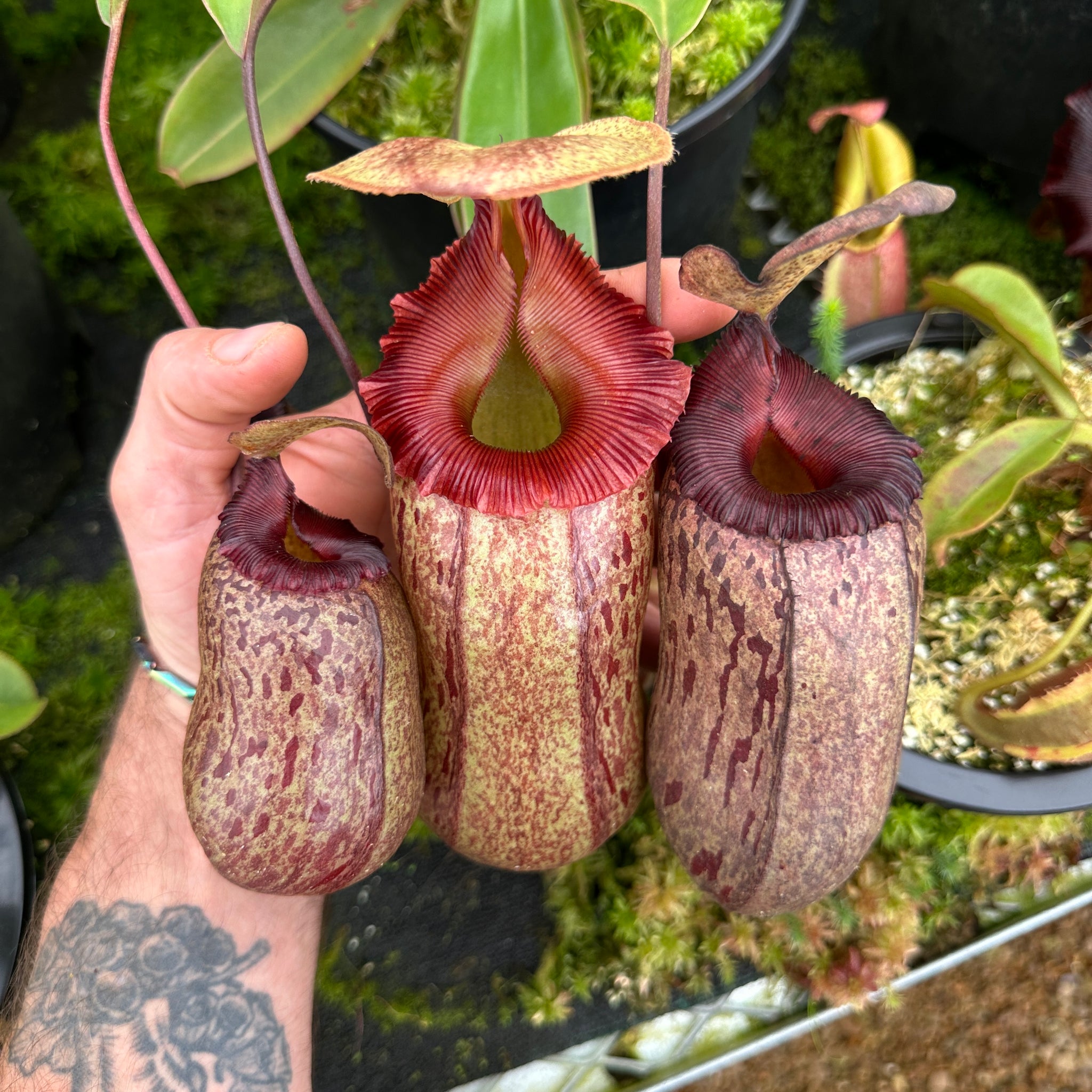 Nepenthes For Sale - Redleaf Exotics – RedLeaf Exotics