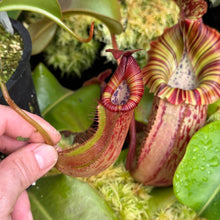 Load image into Gallery viewer, #33 N.  ([(Rokko ‘Exotica’ x boschiana)x veitchii] (a) x {maxima x [(stenophylla x lowii) x (Rokko x veitchii)]}) X {[(Rokko ‘Exotica’ x boschiana) x veitchii] (a) x edwardsiana}  RE-0154
