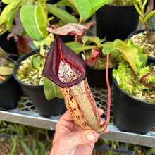 Load image into Gallery viewer, #5 N. (veitchii x burbidgeae) x {[(lowii x veitchii) x boschiana] x [(veitchii x maxima) x veitchii]} RE-0005
