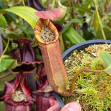 Load image into Gallery viewer, #2 N. truncata (e) - red, rippled leaves x (veitchii x eymae) RE-0112
