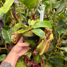 Load image into Gallery viewer, #27 N.  (Rokko 'Exotica' x boschiana) x veitchii (a) x veitchii ‘Candy Dreams’ RE-0124
