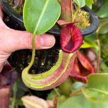 Load image into Gallery viewer, #4 N. {[(lowii x veitchii) x boschiana] x [(veitchii x maxima) x veitchii]} x {[(Rokko ‘Exotica’ x boschiana) x veitchii] x edwardsiana} RE-0137
