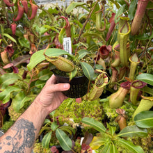 Load image into Gallery viewer, #2 N. [spectabilis x (northiana x veitchii)] x veitchii (m) #98 RE-0127
