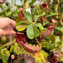 Load image into Gallery viewer, #9 N.  [(Rokko 'Exotica' x boschiana) x veitchii] (a) x veitchii ‘Red Tiger’ RE-0171
