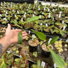 Load image into Gallery viewer, N. maxima - dark x edwardsiana Rooted cuttings
