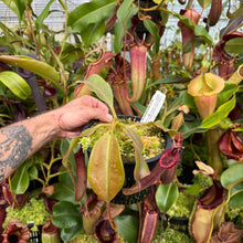 Load image into Gallery viewer, #6 N. {[(lowii x veitchii) x boschiana] x [(veitchii x maxima) x veitchii]} (a) x ({[(lowii x veitchii) x boschiana] x [(veitchii x maxima) x veitchii]} (a) x platychila) RE-0181
