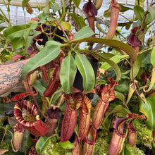 Load image into Gallery viewer, #56 N. northiana x {[(lowii x veitchii) x boschiana] x [(veitchii x maxima) x veitchii]}
