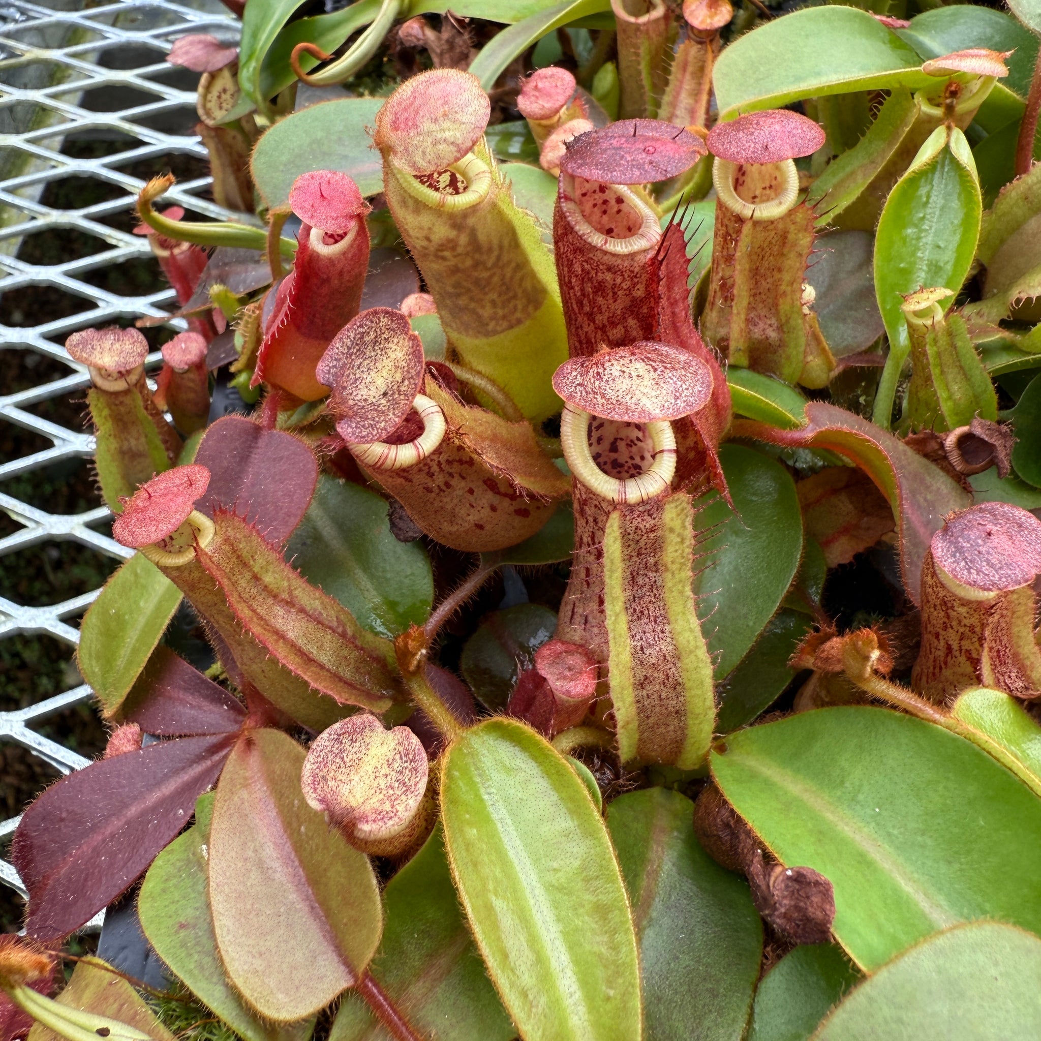 Nepenthes (Rokko 'Exotica' x boschiana) x veitchii - Redleaf