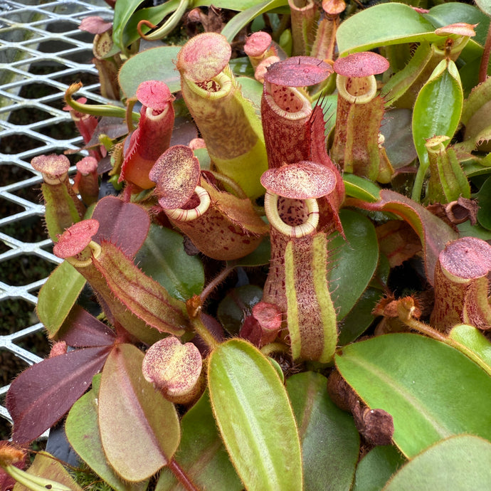 N.  [(Rokko 'Exotica' x boschiana) x veitchii] (a) x veitchii ‘Red Tiger’ RE-0171