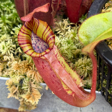 Load image into Gallery viewer, #17 N.  (Rokko 'Exotica' x boschiana) x veitchii (a) x veitchii ‘Candy Dreams’ RE-0124
