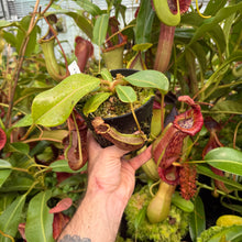 Load image into Gallery viewer, #1 N. boschiana x veitchii ‘Candy Dreams’ RE-0140
