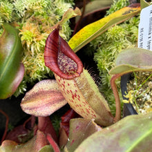 Load image into Gallery viewer, #22 N. minima x (eymae x veitchii) RE-0156
