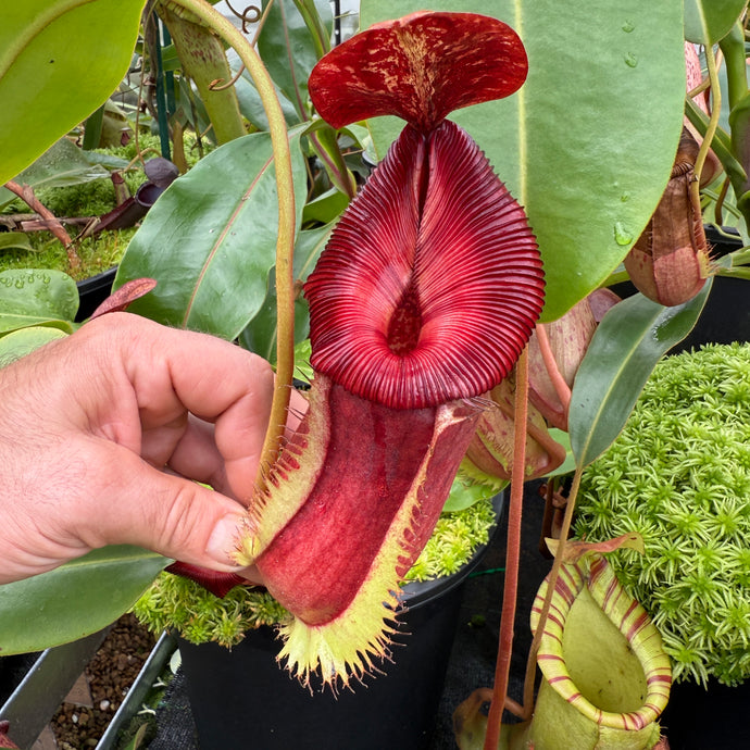 N. (Rokko ‘Exotica’ x boschiana) x veitchii (m) x Sabre ‘Dark Cherry’ EP Rooted Cutting