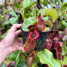 Load image into Gallery viewer, #37 N. {[Rokko x (zakriana x spectabilis)] x xTrusmadiensis} x veitchii ‘Candy Dreams’  RE-0186
