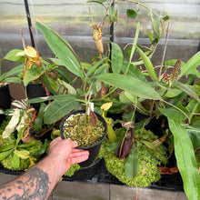 Load image into Gallery viewer, N. hemsleyana - white EP Rooted Cuttings
