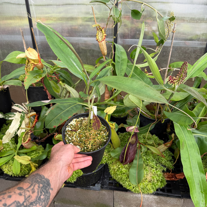 N. hemsleyana - white EP Rooted Cuttings