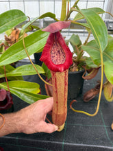 Load image into Gallery viewer, #50 N. (spectabilis x truncata) x boschiana) x edwardsiana EP ROOTED Cutting
