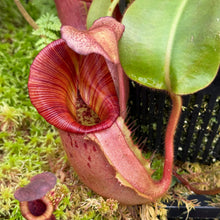 Load image into Gallery viewer, #17 N.  (Rokko 'Exotica' x boschiana) x veitchii (a)] x veitchii (m) #98 RE-0135
