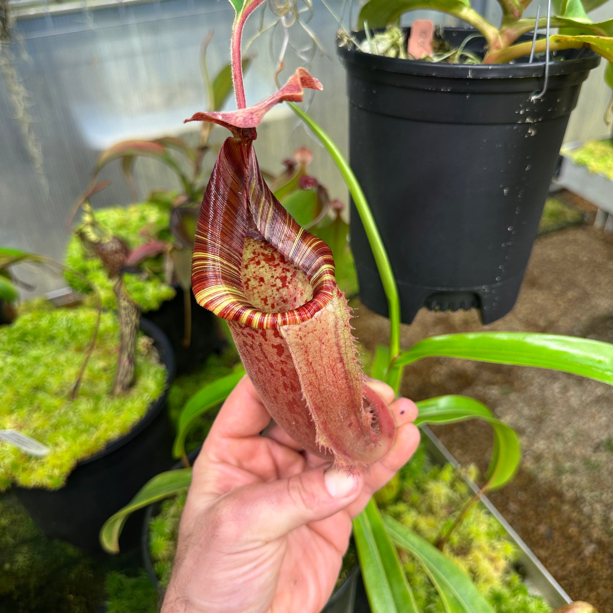 Nepenthes For Sale - Redleaf Exotics – RedLeaf Exotics Nepenthes For Sale - Redleaf Exotics – RedLeaf Exotics