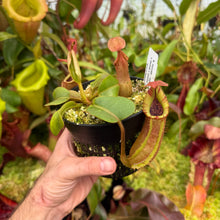 Load image into Gallery viewer, #38 N. truncata (e) - rippled leaves x (eymae x veitchii) (a) - Best RE-0118
