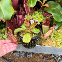 Load image into Gallery viewer, #17 N.  (Rokko 'Exotica' x boschiana) x veitchii (a) x veitchii ‘Candy Dreams’ RE-0124
