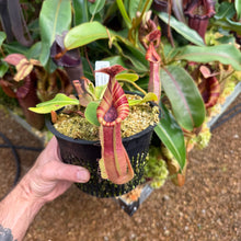 Load image into Gallery viewer, #15 N. {[(lowii x veitchii) x boschiana] x  [(veitchii x maxima) x veitchii]} (a) x veitchii ‘Red Tiger' RE-0106
