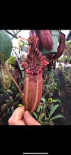 Load image into Gallery viewer, N. northiana x veitchii &#39;Candy Dreams&#39; RE-0095 NEW LIMITED RELEASE!
